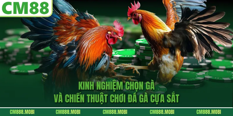 Kinh Nghiệm Chọn Gà Và Chiến Thuật Chơi Đá Gà Cựa Sắt